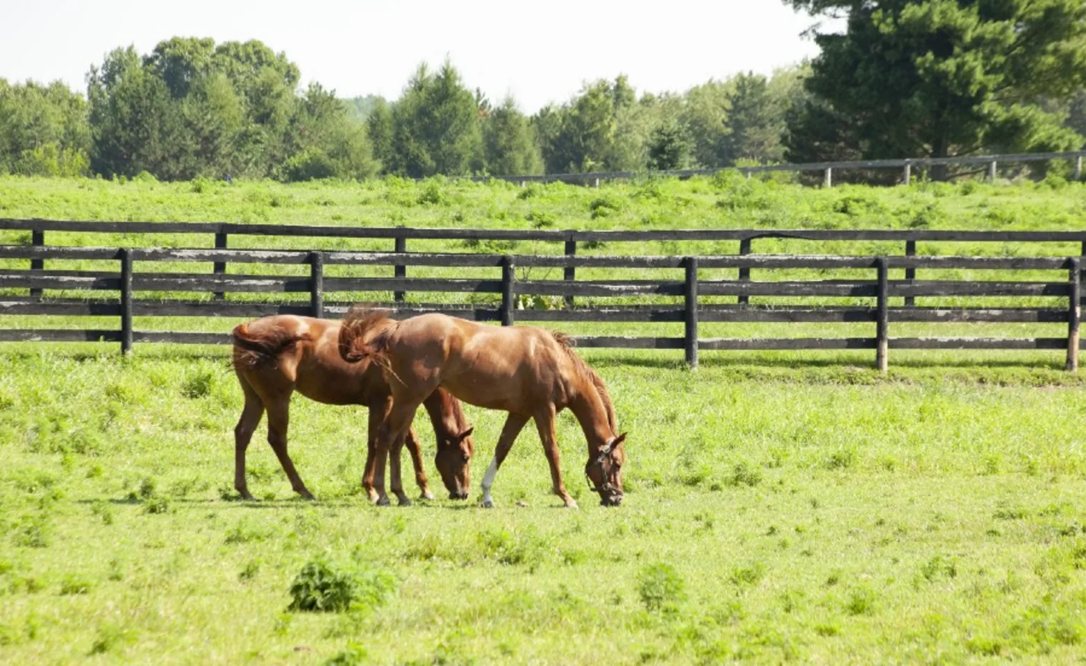 2 brown horses grazing in an enclosed grass field